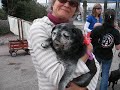 Aptos parade pug lineup