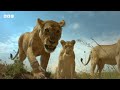 Lions Hunt Warthogs - But Do They Have An Escape Plan?