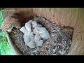 Kestrel nestbox highlights 15: First week of feeding compilation!