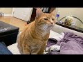 The Weirdos' Cats Are Here! Best Funny Cat Videos 2024