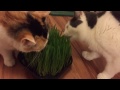 Fresh grass versus our cats