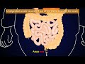 Digestive System of Human Body | #aumsum #kids #science #education #children