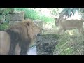 Lion Cubs Meet Dad!