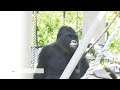 Silverback Gorilla Shows His Strength & Affection | The Shabani's Group