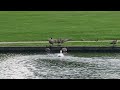 A Swan Chasing Canada Geese #swan #canadageese #ducks #lake #park #wildlife