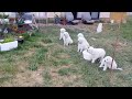 Maremma Pups | Barking