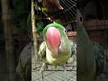my parrot lovely 🐦🐦🤗🤗🤗❤️❤️❤️ #YouTube shorts#🐦🐦🐦❤️❤️❤️ video