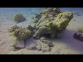 Sea urchin under a rock