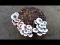 घर में उगाएं मशरूम नेई तरीके से गामले में। #paddystrawmushroom #mushroom farming #mushroom