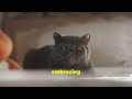 Why Cats HATE Water: The Shocking Truth Revealed!