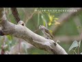 Wildlife of Melbourne - Main Yarra Trail