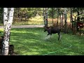 Baby Moose vs Sprinkler