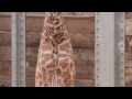 Baby Giraffe at the Zoo!