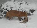 Fox Eating Rabbit in Backyard