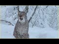 Most Brutal Attacks by Wild Cats ! - Bobcats, Lynx, Ocelot