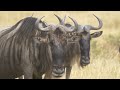 20 AMAZING FACTS ABOUT WILDEBEESTS