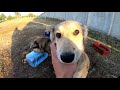 Friendly Stray Puppies Everyday Waiting for Someone to Adopt Them... please share this video