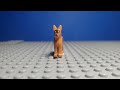 MY Dog made A STOPMOTION!!