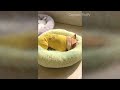 Funny and cute DOGS🐶Videos🔶 Сompilation  # 4🔶