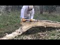 How to hew logs in to beams.  Hewing a log in to a bench from a fallen tree. Prt 11b