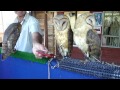 Ke$ha's Dancing Owls
