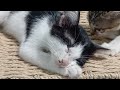 CLASSIC Dog and Cat Videos🤣🦮1 HOURS of FUNNY Clips😁