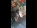 Yorkie puppy licking face
