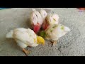 catching cute chickens, colorful chickens, ornamental fish, gourami fish, tilapia fish, catfish,