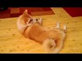 Ayu - Akita Inu (adolescent) - Tricks (mental work, bonding, still learning) - Part 1