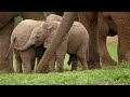 Wild Africa 4K - Ambient Relaxing Music to Calm Stress and Anxiety (4k UHD)