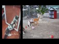 🐕🤣 Funny Dog And Cat Videos 😹😆 Best Funny Animals 2024 # 16