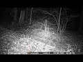 Coyote in March 24