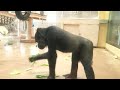 Silverback is restless and worried about her daughter｜Shabani Group