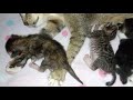 Mother cat breastfeeding her kittens @nugrahatajimalela7869