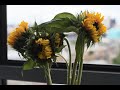 Flowers changing timelapse 4k