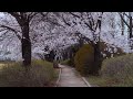 Spring path... Cherry blossoms in full bloom