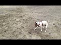 Awesome dog digging and playing on the beach