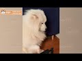 When dogs make mistakes 🐶😂 Funny Guilty Dogs Compilation of all time