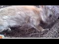 Young life - Baby rabbits and their mom (Bushnell Nature View)