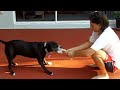 Training Your Pit Bull to Fall on its ass