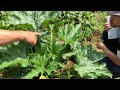 【有機農業】桐島畑の野菜栽培