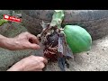 how to graft down super dwarf papaya trees