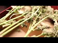 Chris Setzer - Vlog010 - Harvesting Medical Marijuana