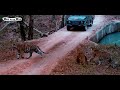 (Day 1) Kanha National Park - Mukki Gate Tiger Safari - (MV3, Mahavir 3) 4K Video Hindi | हिन्दी