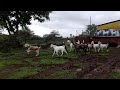 EID 2019 | RS GOAT FARM | Top quality sojat goats |