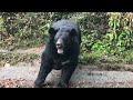 4 May 2023 Encounter with The Black Himalayan bears …