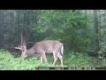 Big  Buck September 2023