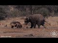 Elephant & Buffalo Fight Over Waterhole Territory | World Wild Web
