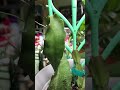 January 2024 wk1 update indoor Dragon Fruit