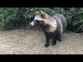 A raccoon dog who wants to participate in a cat gathering